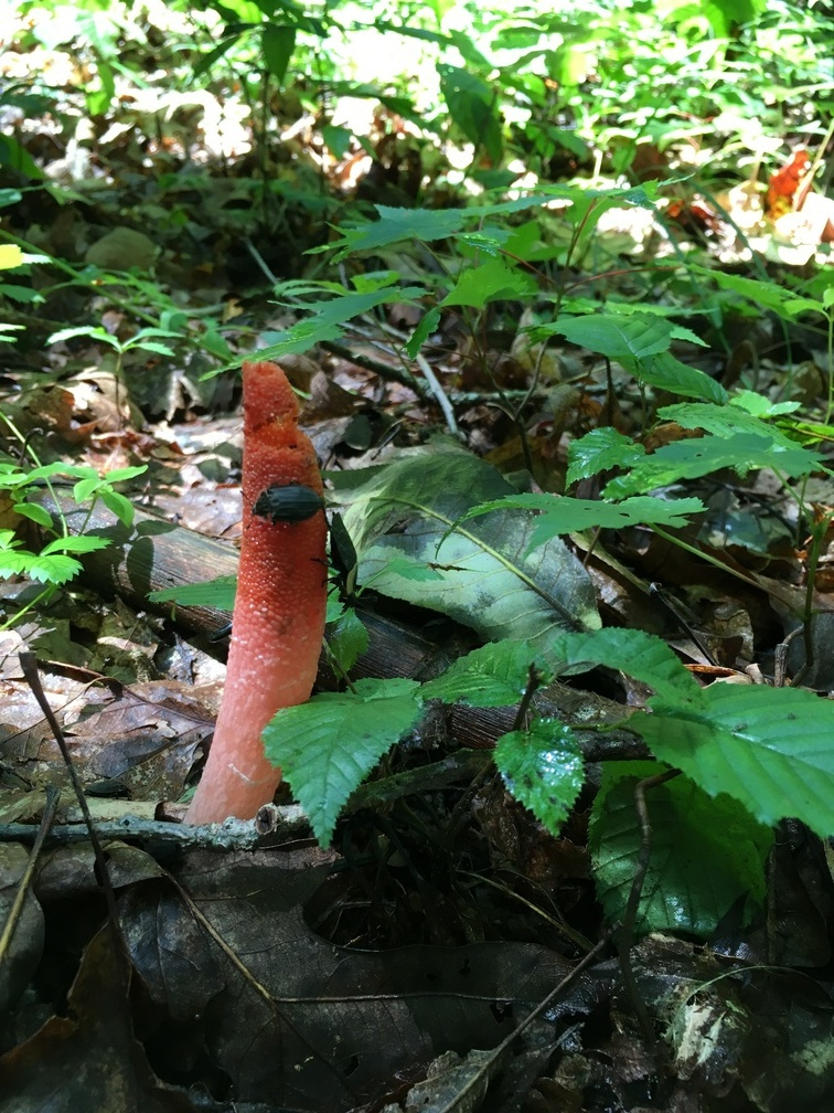 An elegant stinkhorn