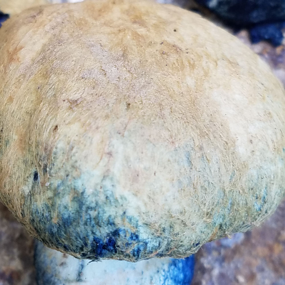Blueing bolete cap